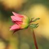 Dahlienknospe
