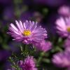 Aster