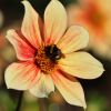 Hummel