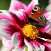 Schmetterling