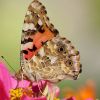 Schmetterling