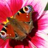 Schmetterling Schmetterling