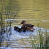 Enten