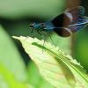 Libelle