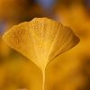 Ginkgo
