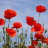 Mohn