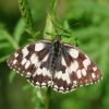 Schmetterling
