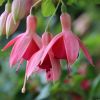 Fuchsie