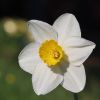 Narzisse
