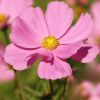 Cosmea