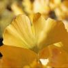 Ginkgo