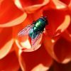 Fliege