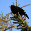 Amsel