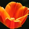 Tulpe