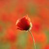 Mohn