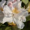 Blüte