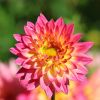 Dahlie