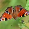 Schmetterling