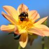 Hummel