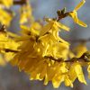 Forsythie Forsythie
