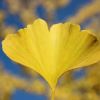 Ginkgo