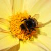 Hummel Hummel