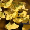Ginkgo