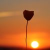 Mohnblume