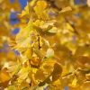 Ginkgo