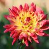 Dahlie