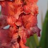 Gladiole