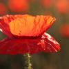 Mohn