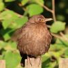 Amsel