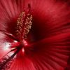 Blüte