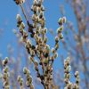 Weidenkätzchen Weidenkätzchen