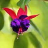 Fuchsie