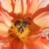 Dahlie und Hummel