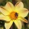 Hummel