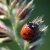 Marienkäfer