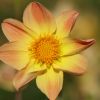 Blüte