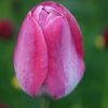 Tulpe