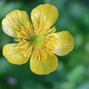 Butterblume
