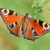 Schmetterling