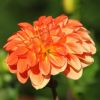Dahlie