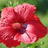 Hibiskus