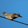 Taube