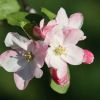 Apfleblüten