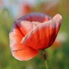 Mohn