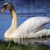 Schwan