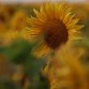 Sonnenblume